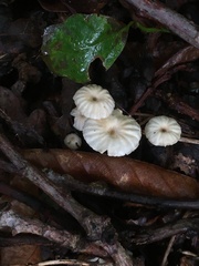 Fungi