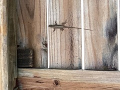 Anolis sagrei