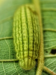 Arhopala major major