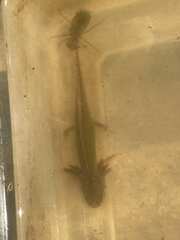 Ambystoma talpoideum