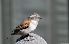 Passer melanurus vicinus