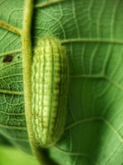 Arhopala major major