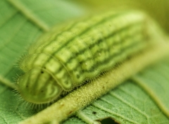 Arhopala major major