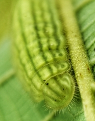 Arhopala major major