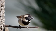 Passer melanurus vicinus
