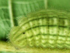 Arhopala major major