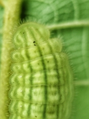 Arhopala major major