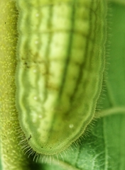 Arhopala major major