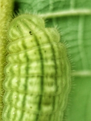 Arhopala major major