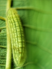Arhopala major major