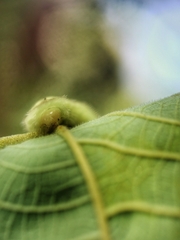 Arhopala major major