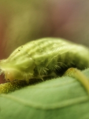 Arhopala major major