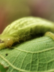 Arhopala major major