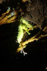 Hippocampus comes