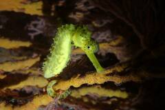 Hippocampus comes