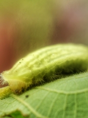 Arhopala major major