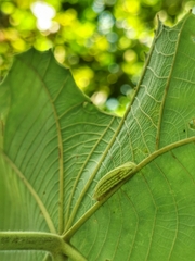 Arhopala major major