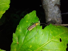 Chauliognathus sticticus