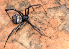 Latrodectus renivulvatus