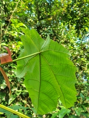 Arhopala major major