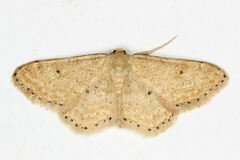 Idaea belemiata