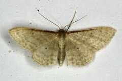 Idaea bigladiata