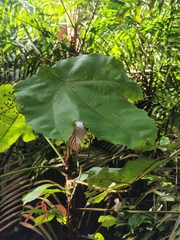 Arhopala major major