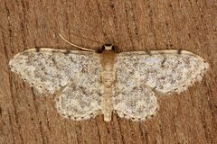 Idaea blaesii
