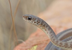 Psammophis brevirostris