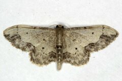 Idaea efflorata