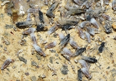 Eriosoma lanuginosum