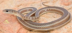 Psammophis brevirostris