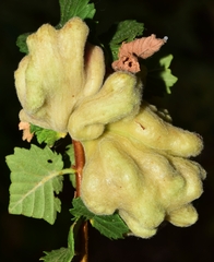 Eriosoma lanuginosum