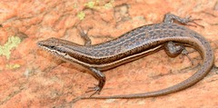 Trachylepis laevigata