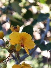 Haematoxylum
