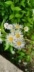 Erigeron annuus