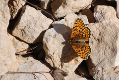 Melitaea deione
