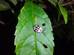 Alagoasa bipunctata familiaris