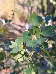 Haematoxylum