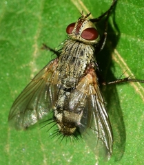 Microphthalma