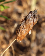 Trifolium philistaeum