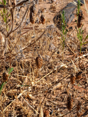 Trifolium philistaeum