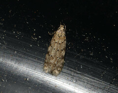 Pseudotelphusa paripunctella