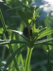 Cassida stigmatica