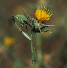 Centaurea procurrens