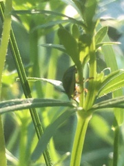 Cassida stigmatica