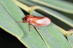 Eoscarta assimilis