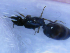 Pheidole pallidula