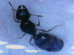 Pheidole pallidula