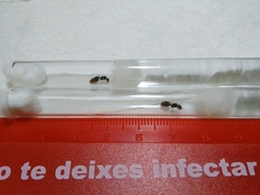 Pheidole pallidula